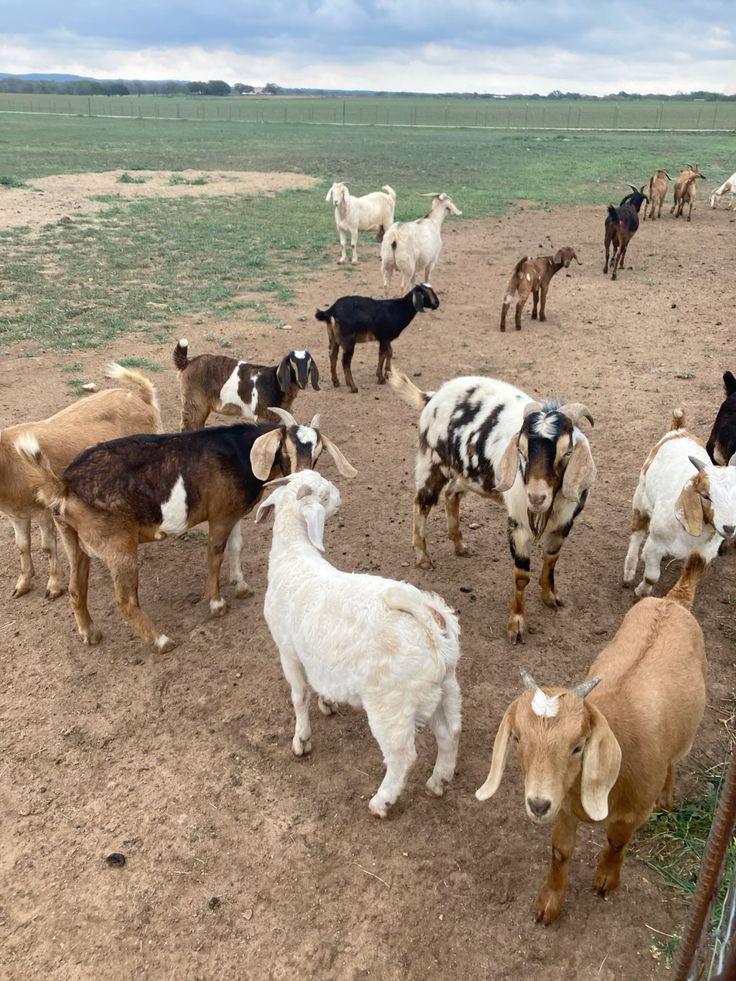 Venta de carne de chivo